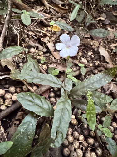 Brunoniella spiciflora, 2026-09-27