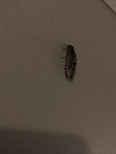Polystoechotes punctata