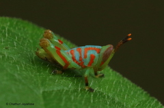 Pirithoicus ophthalmicus