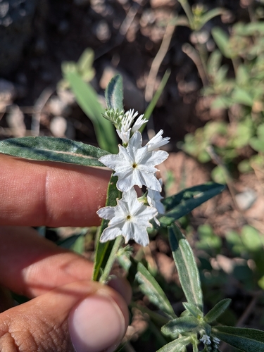 Euploca wigginsii (Euploca wigginsii)