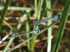 Coenagrion ornatum