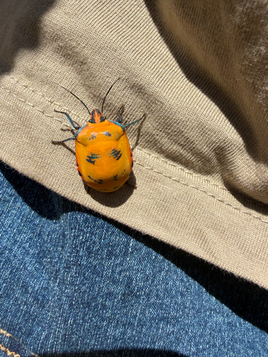 Hibiscus Harlequin Bug