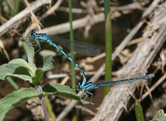 Coenagrion ornatum