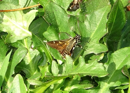 spotted sedge-skipper