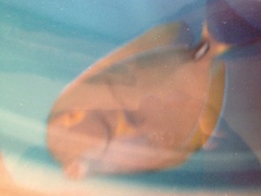 Acanthurus dussumieri