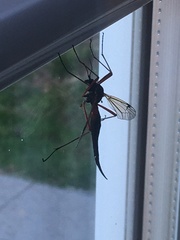 Tanyptera atrata
