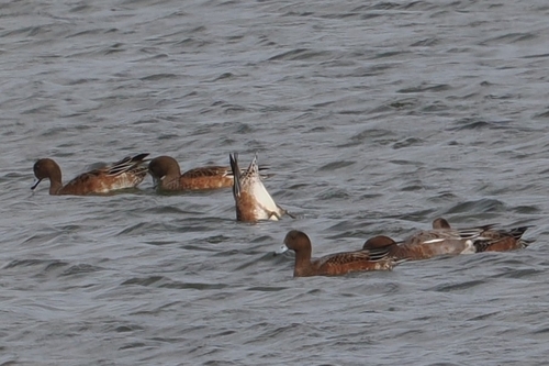 Eurasian Wigeon