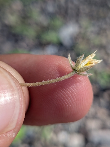 California caltrop (Kallstroemia californica)
