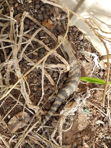 Eastern Bluetongue
