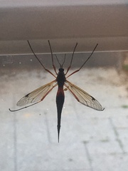 Tanyptera atrata
