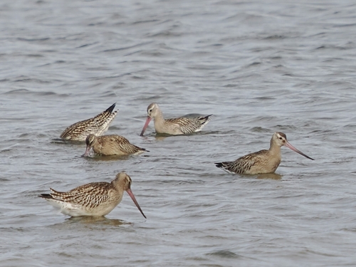 Bar-tailed Godwit