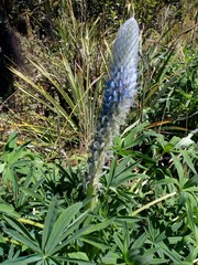 Lupinus triananus