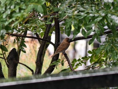 Scaly-breasted Munia