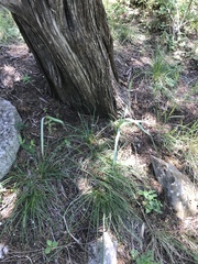 Carex planostachys