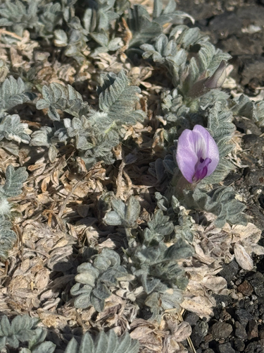 Astragalus purshii observed 2026-09-22