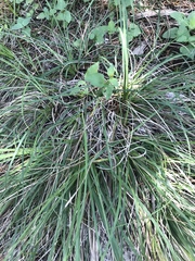 Carex planostachys