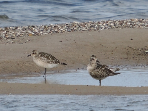 Black-bellied Plover