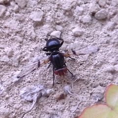 Ceroxys munda