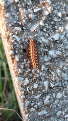 Melitaea didyma