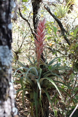 Tillandsia bourgaei