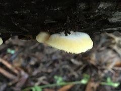 Crepidotus nephrodes