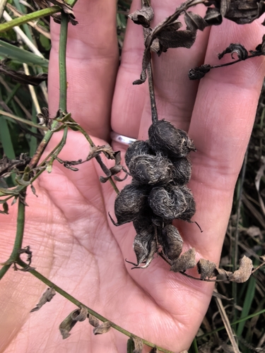 Astragalus cicer, photograph 3
