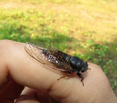 Cicadetta montana