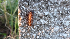 Melitaea didyma