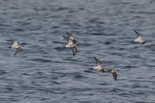 Dunlin