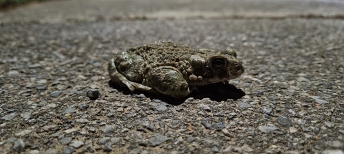 Green Toad