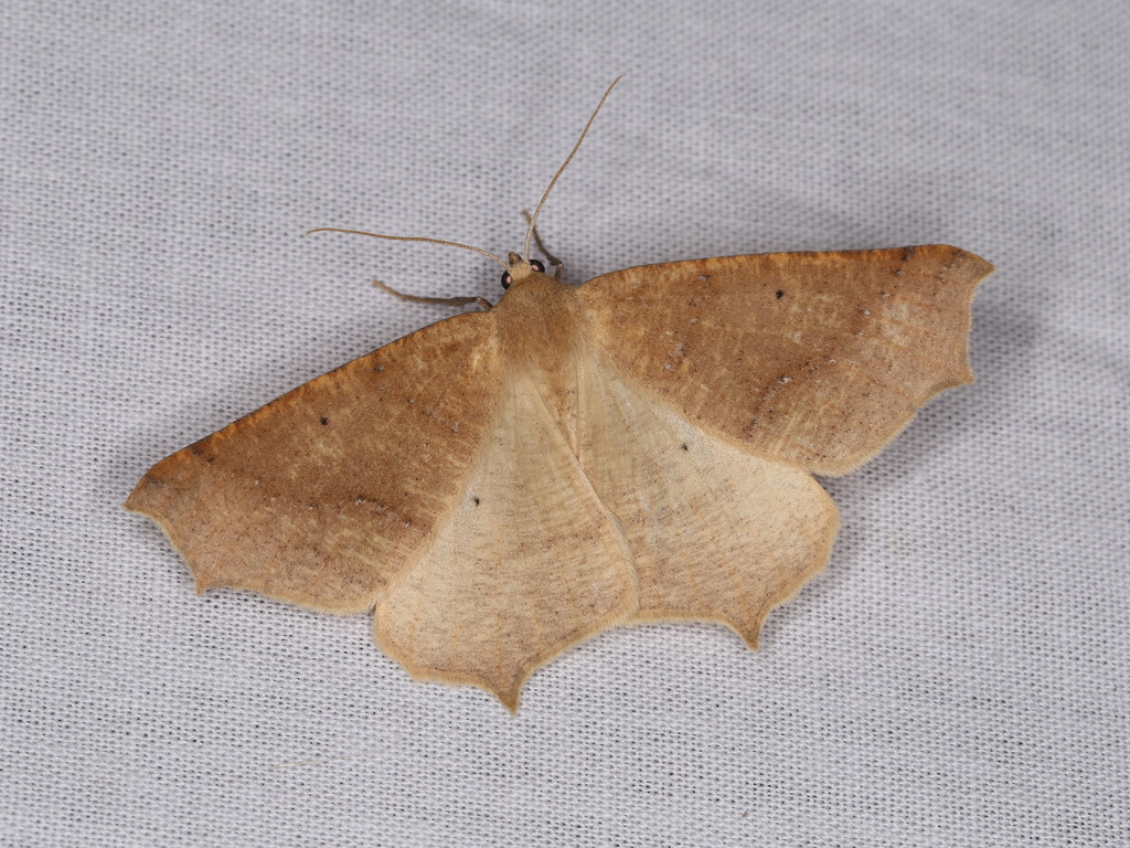 Synaxis hirsutaria