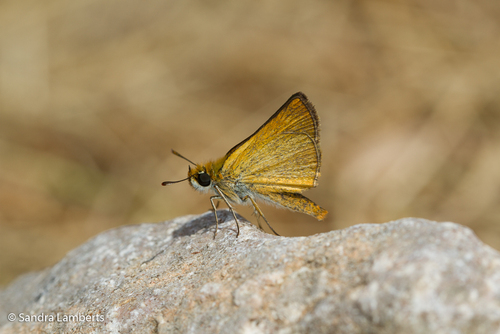 Lulworth Skipper, Huesca, Spain, photo 9 of 10