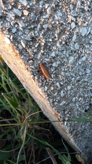 Melitaea didyma