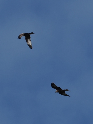 Red Kite