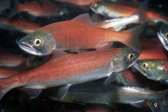 Sockeye Salmon photo 3