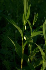 Polygonatum humile