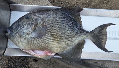 Finescale Triggerfish