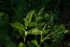 Polygonatum humile