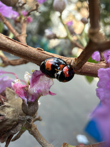 Six-spotted Zigzag Ladybird