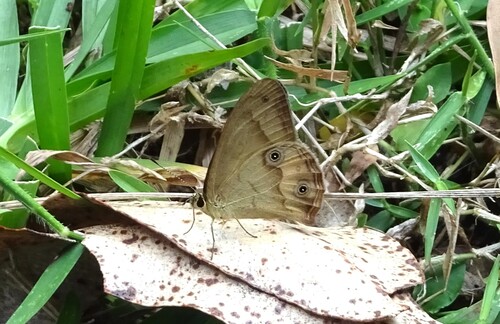 Brown Ringlet