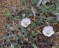 Convolvulus lineatus