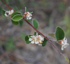 Cotoneaster tauricus
