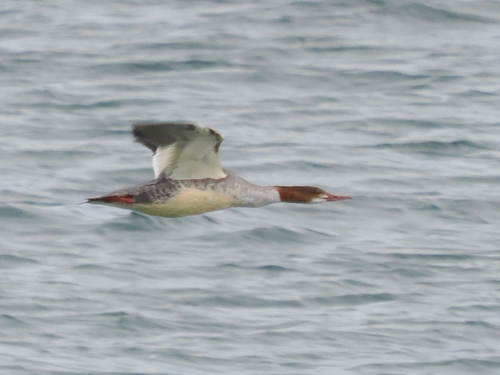Common Merganser