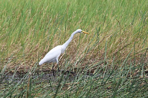 Plumed Egret