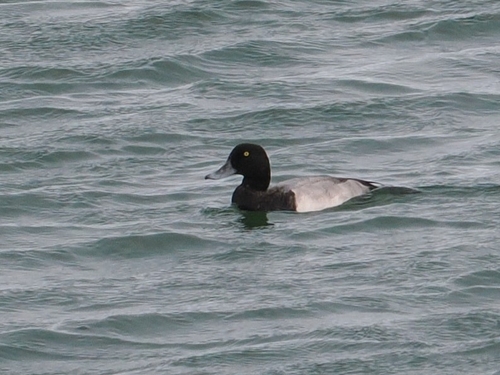 Greater Scaup
