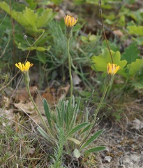 Leontodon biscutellifolius