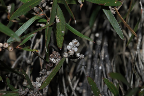 Eucalyptus cneorifolia observed 2026-09-23