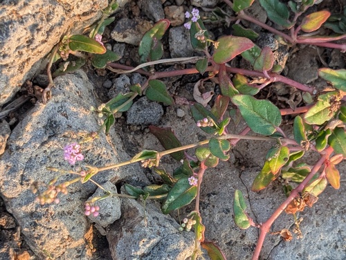 Boerhavia glabrata observed 2026-09-23