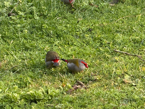 Red-browed Finch