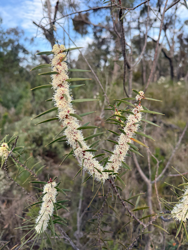 furze hakea